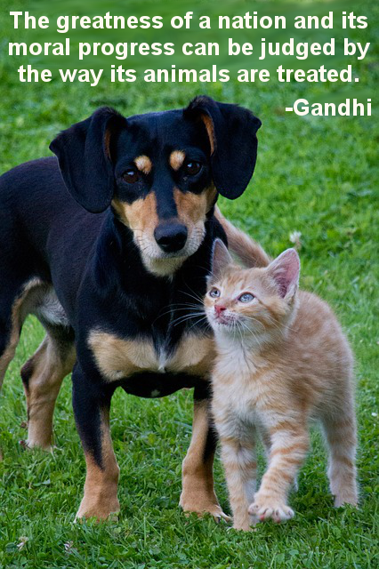 cat and dog with quote